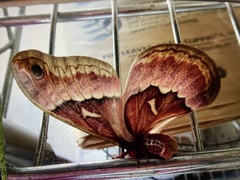 Callosamia angulifera