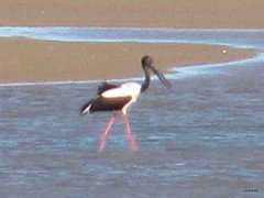 Ephippiorhynchus asiaticus