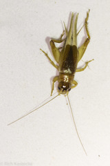 Acheta domesticus