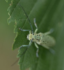 Saperda punctata