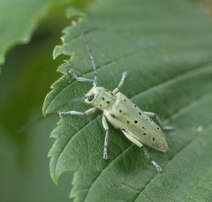 Saperda punctata