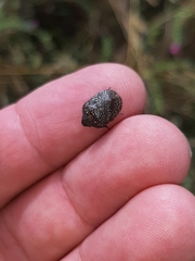 Psacasta exanthematica