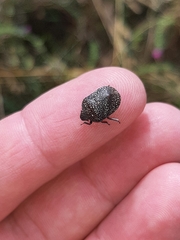 Psacasta exanthematica