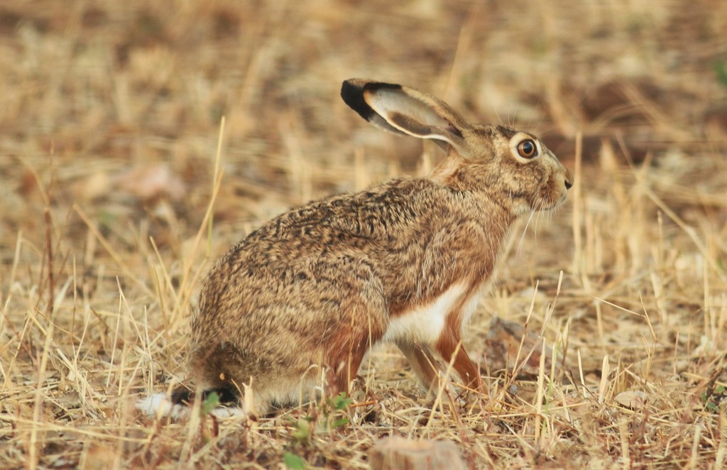 liebre ibérica (Mamíferos de Castilla La Mancha) · iNaturalist