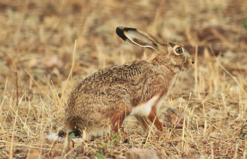 Granada Hare