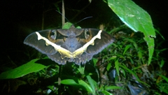 Cyligramma disturbans