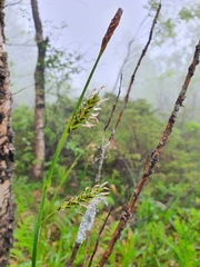 Carex binervis
