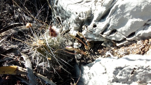 Anacampseros coahuilensis (Anacampseros coahuilensis)