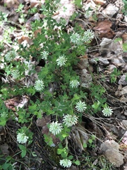 Trifolium pignantii