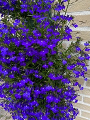 Lobelia erinus