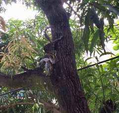 Sciurus variegatoides