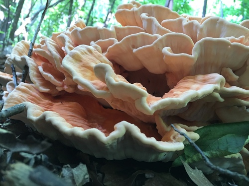 White-pored Chicken of the Woods