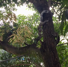 Sciurus variegatoides