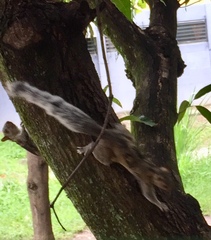 Sciurus variegatoides