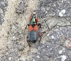 Prostemma aeneicolle