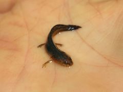Pleurodelinae