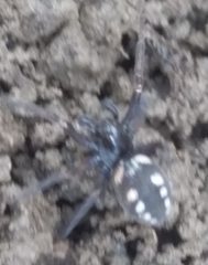 Nurscia albomaculata