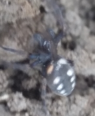 Nurscia albomaculata