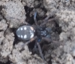 Nurscia albomaculata