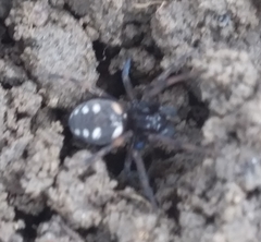 Nurscia albomaculata