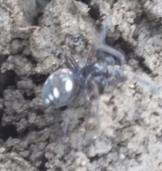 Nurscia albomaculata