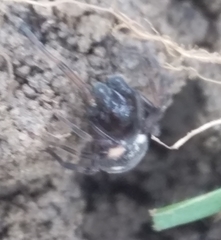 Nurscia albomaculata