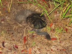 Chelodina expansa
