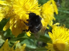 Bombus terrestris canariensis