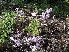 Pericallis tussilaginis image