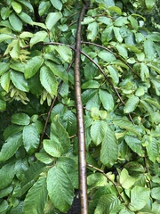 Carpinus betulus