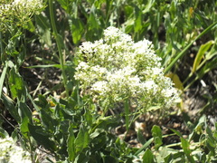 Lepidium draba