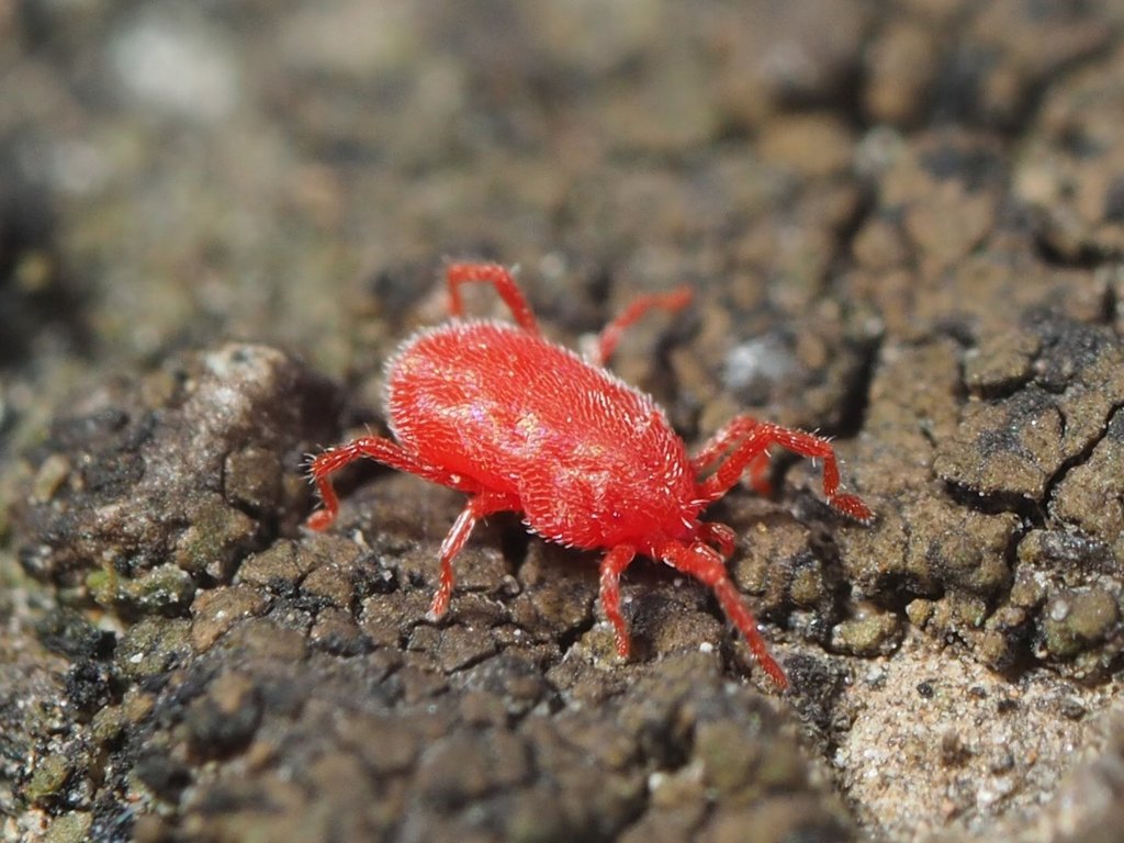 wall mite