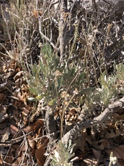 Parthenium argentatum