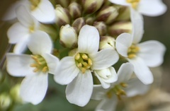 Noccaea fendleri