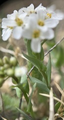Noccaea fendleri
