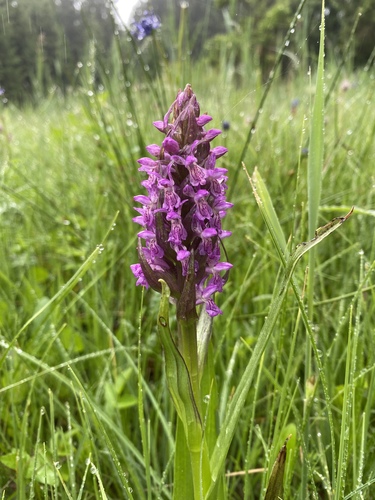 Early Marsh-orchid