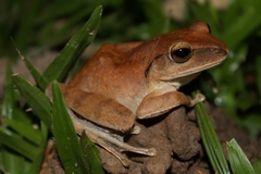 Polypedates megacephalus