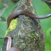 Stuart's Burrowing Snake - Photo (c) Cristina Arrivillaga, some rights reserved (CC BY-NC), uploaded by Cristina Arrivillaga