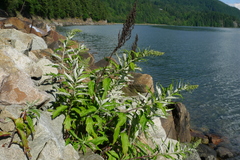 Artemisia suksdorfii
