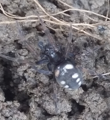 Nurscia albomaculata