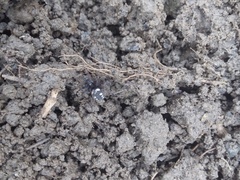 Nurscia albomaculata