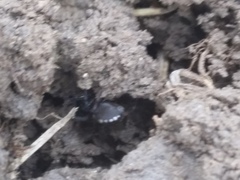 Nurscia albomaculata