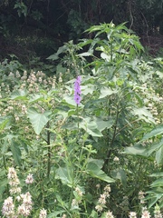 Verbena xutha
