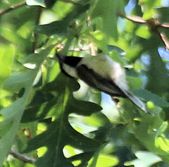 Poecile carolinensis