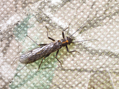 Isogenoides olivaceus