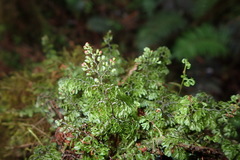 Hymenophyllum paniculiflorum