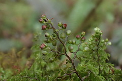 Hymenophyllum paniculiflorum
