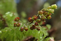 Hymenophyllum paniculiflorum