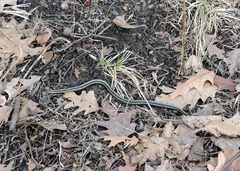 Thamnophis butleri