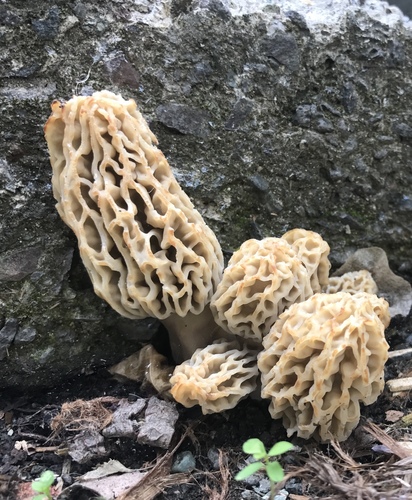 Woodchip Morel